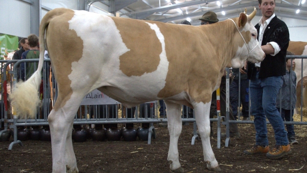 Des Simmentals aux Holstein, les vaches laitières ont fait rêver samedi dernier 